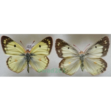 Colias hyale (Linnaeus, 1758) pair Czech48d